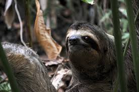 Résultat de recherche d'images pour "How ever encounter sloth pair?"