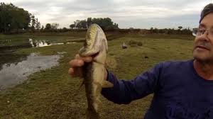 Resultado de imagem para pesca rs