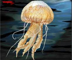 Resultado de imagem para cnidarios imagens