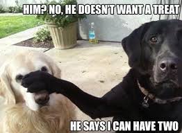 Image result for Animal Meme