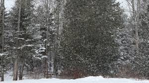 Snowfall totals around Maine