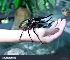 Résultat de recherche d'images pour "rhino beetle"