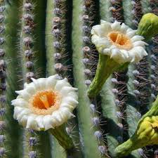 Image result for saguaro cactus