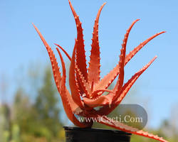Obrázok: Aloe cameroni plant