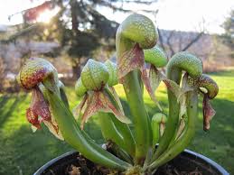 Resultado de imagem para darlingtonia californica