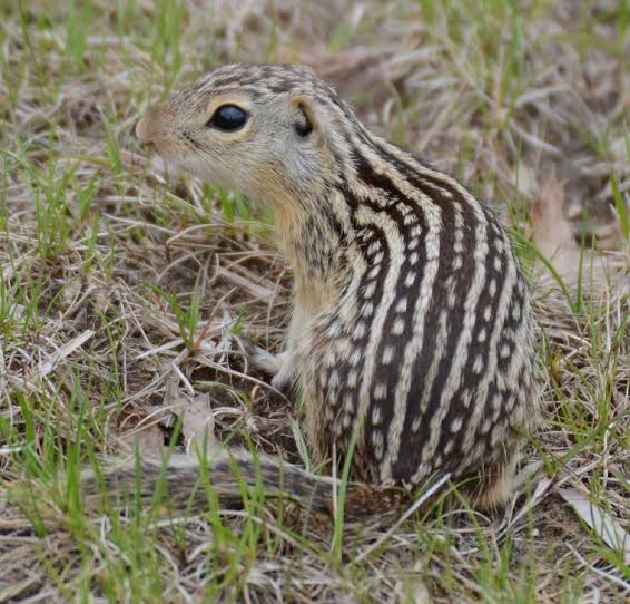 Ground Squirrels | Wildlife Illinois