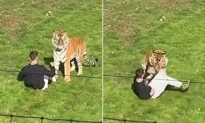 Tratadores dizem 'ter feito tudo o que podiam' para evitar que visitante de zoo fosse morto por tigre