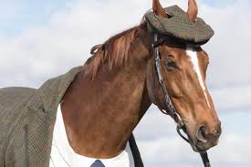Image result for HORSE