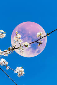 La pleine lune des fleurs du 1er mai 2026 est considérée comme la plus puissante de l’année (et elle affectera 2 signes en particulier)
