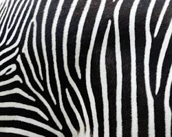 Stripe patterns in nature