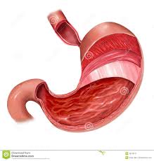 Image result for human stomach