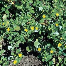 Resultado de imagem para beldroega