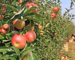 Image of Apple picking in California