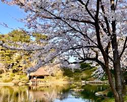 縮景園の桜の画像