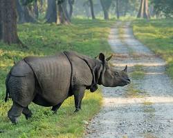 Hình ảnh về Onehorned rhinoceros in Duars