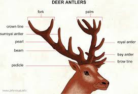 Image result for buck antlers