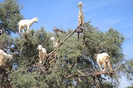 Image result for goat tree