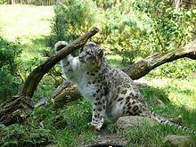 Résultat de recherche d'images pour "snow leopard biting tail"