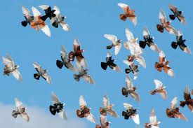 Image result for pigeons