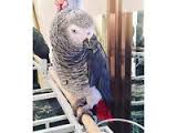 Image result for african grey parrot for sale