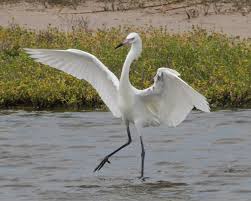 Image result for egret