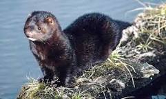 Image result for Mink