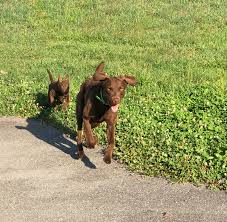 BIG MEDICINE KENNEL AND CANINE SERVICES - About