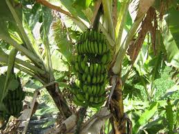 Resultado de imagen de arbol de platano
