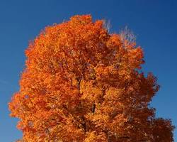 Sugar maple, the state tree of West Virginia