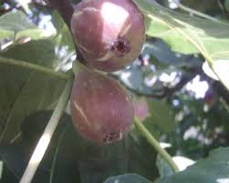 Resultado de imagem para patlican incir