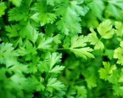 Parsley herb