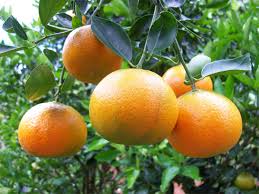 tangerine ile ilgili görsel sonucu