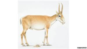 Résultat de recherche d'images pour "saiga antelope"
