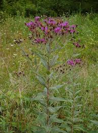 Image result for ironweed plant