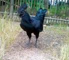 Ayam Cemani - , 