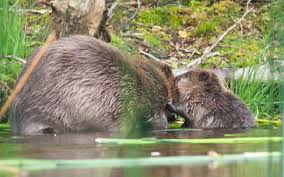 Image result for newborn baby beaver