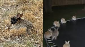 Conejos con tentáculos: ¿Imágenes creadas con IA o realidad?