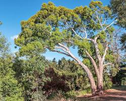 Image of Eucalyptus tree