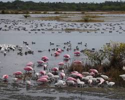 Image of Merritt Island National Wildlife Refuge, Florida