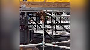 About 5 pounds of bees removed from Acrisure Stadium scaffolding ahead of Morgan Wallen concerts
