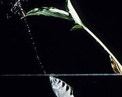 Image of archerfish shooting water at an insect