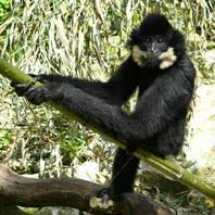Image result for gibbon