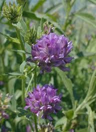 Image result for alfalfa