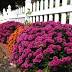 Who Has the Best Landscaped Yard inBuffaloGrove?