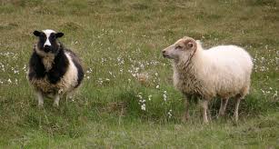 Image result for Picture of sheep