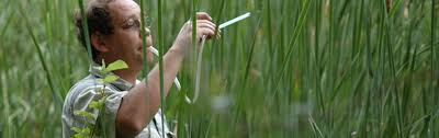 Image result for Entomology Studies