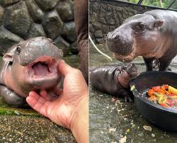 Baby hippo goes viral on TikTok, doubles Thai zoo's visitor count