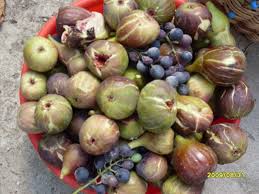 Resultado de imagem para patlican incir