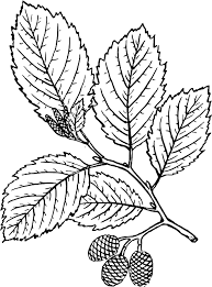Image result for alder leaves