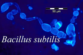 Bacillus ile ilgili görsel sonucu